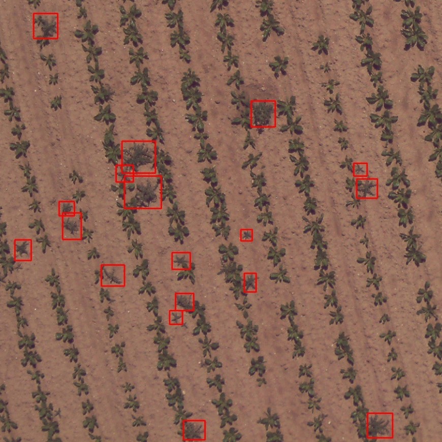 Après détection des adventices