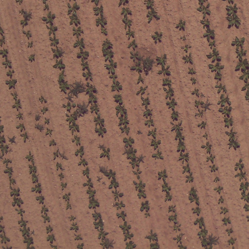 Avant détection des adventices