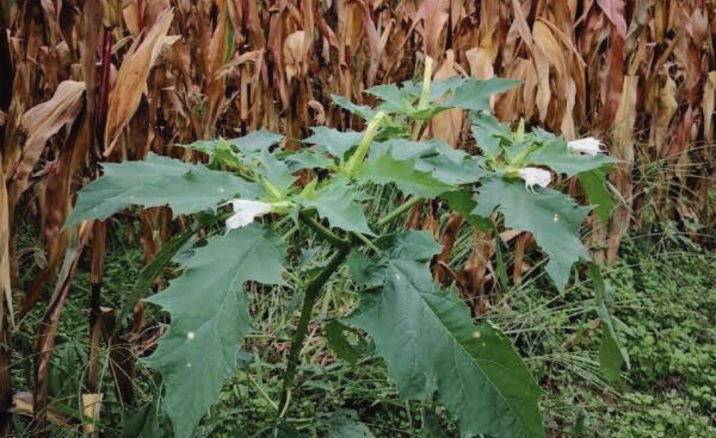 Datura dans un champ de maïs