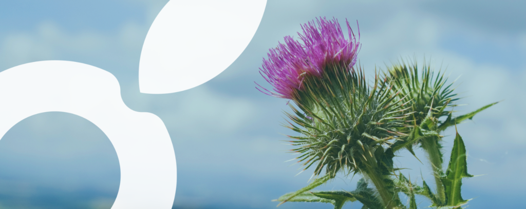 symbole abelio devant un chardon