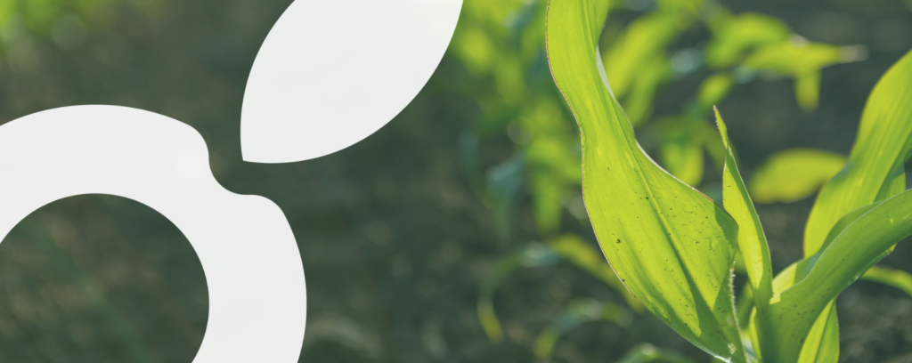 symbole abelio sur plant de maïs